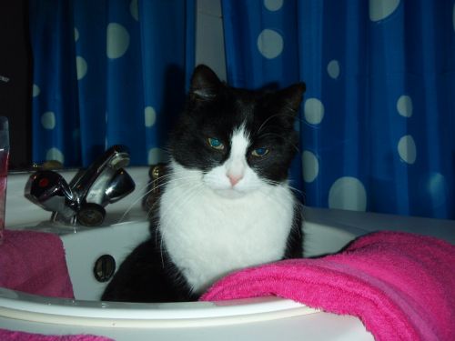 Cat In The Bathroom