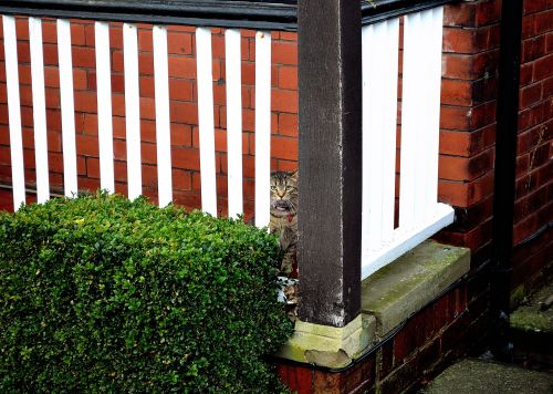 Cat Behind The Fence