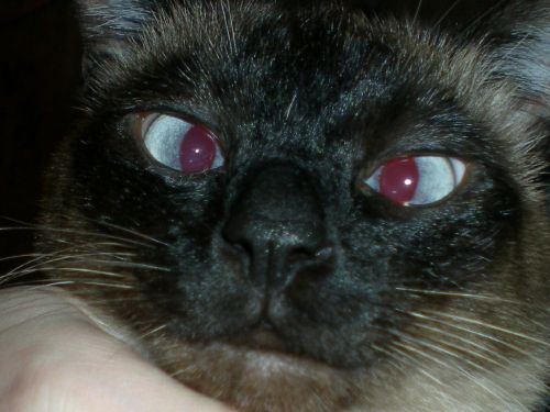 Cat&#039;s Crazy Eyes