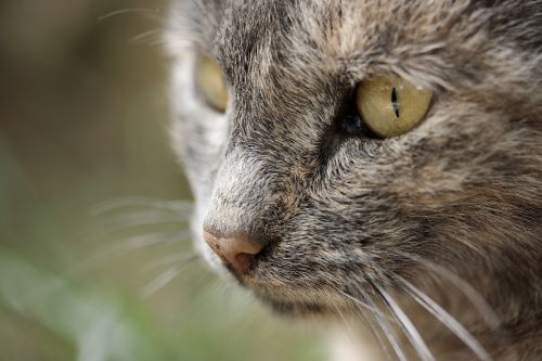 cat eye overview animal portrait