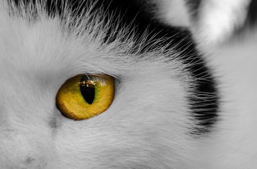 Cat&#039;s Eye