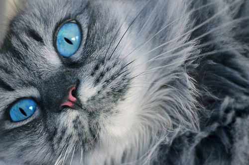 cat eyes feline look blue eyes