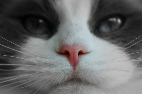 cat face pink nose pedigree