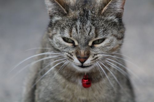 cat face smiling curious