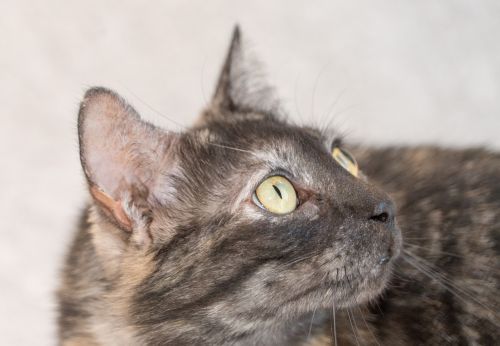 cat face tortie close up