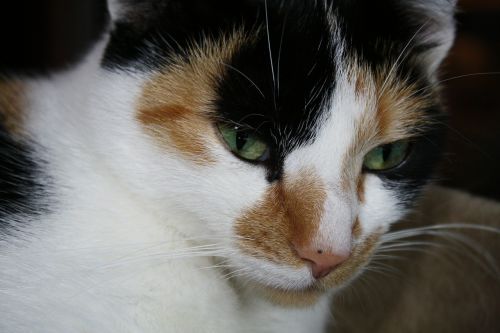 cat face cat's eyes portrait