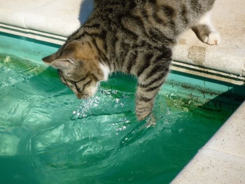 cat fishing in pool pet feline