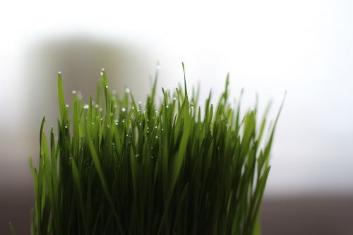 cat grass grass wheatgrass