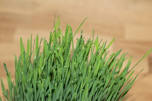 cat grass grass wheatgrass