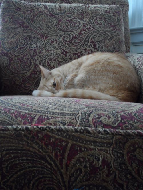 Cat In Chair