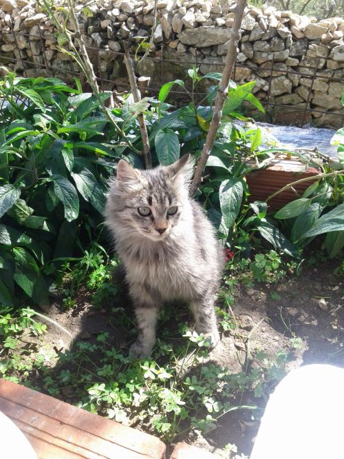 Cat In Garden