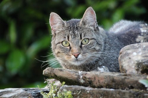 cat in the garden  domestic cat  mackerel