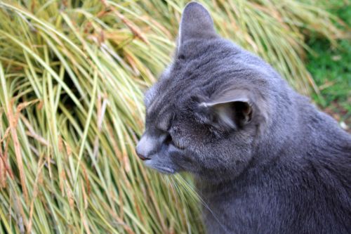 Cat In The Grass