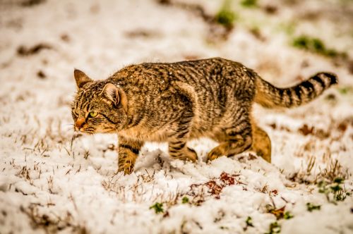 Cat In The Snow