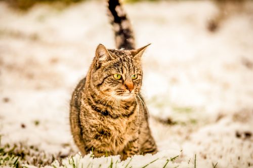 Cat In The Snow