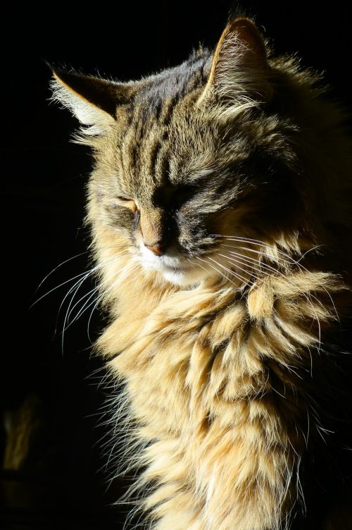 cat in the sun sunlight cat