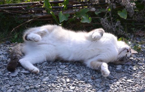 cat is lying on the ground feline domestic animal
