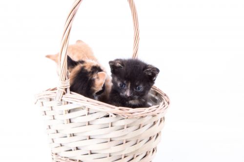 Cat Isolated On The White