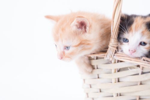 Cat Isolated On The White