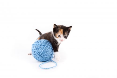 Cat Isolated On The White