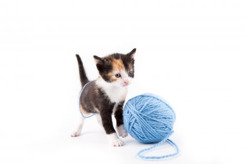 Cat Isolated On The White