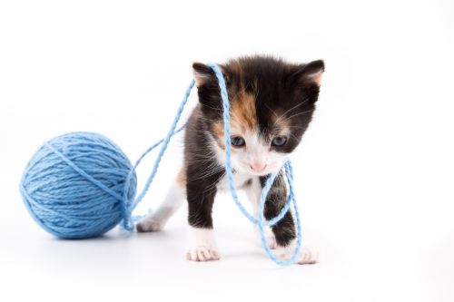 Cat Isolated On The White