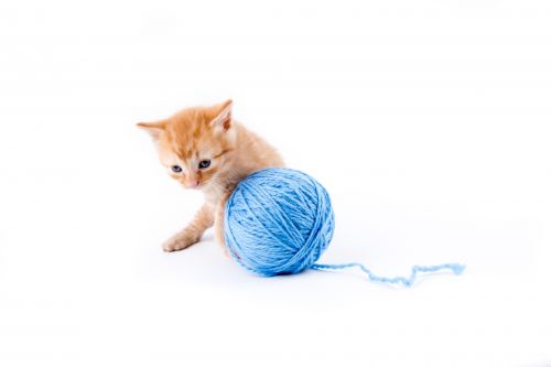 Cat Isolated On The White