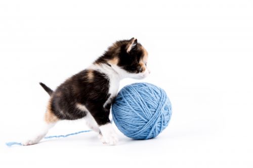 Cat Isolated On The White