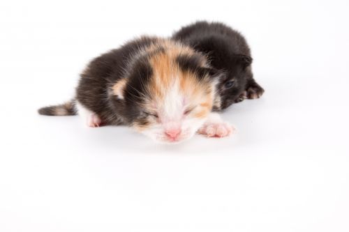 Cat Isolated On The White