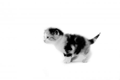 Cat Isolated On The White