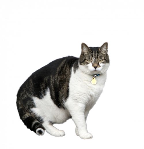 Cat Isolated On White