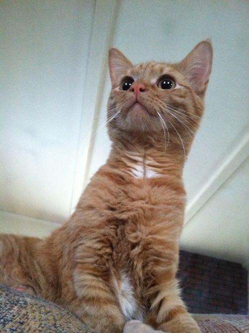 Cat Looking Up