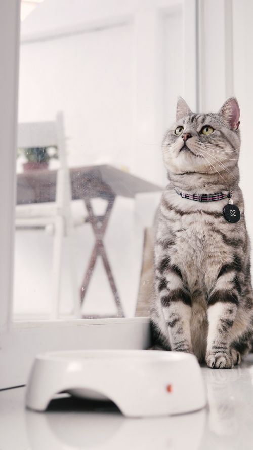 cat mia introduction to american shorthair cat sitting position
