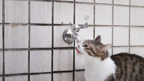 cat mia drink water pet
