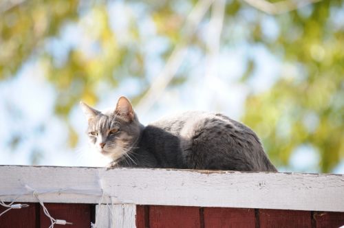 Cat On Fence