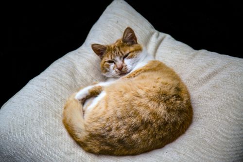 Cat On The Pillow