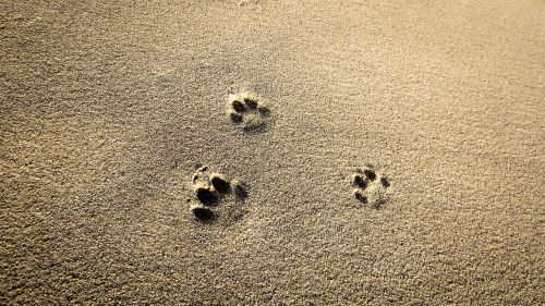 cat prints sand footprint
