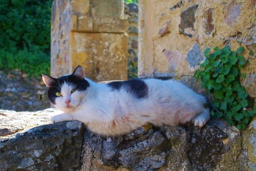 Cat Resting