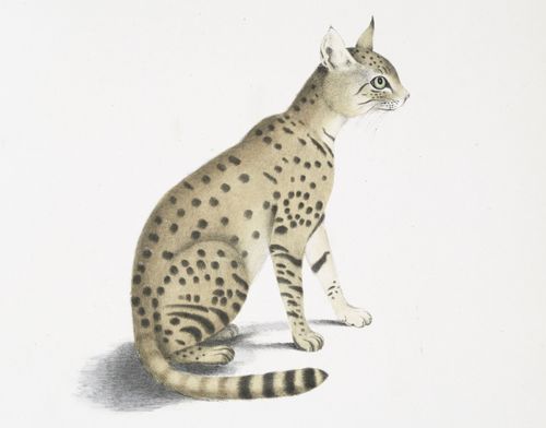 asiatic wildcat felis ornata asian steppe wildcat