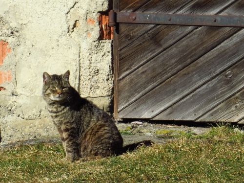 cat sitting old gate