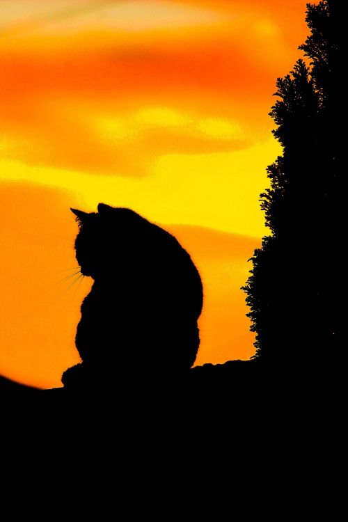 cat sunset black cat sunset