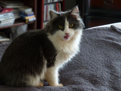 Cat&#039;s Tongue