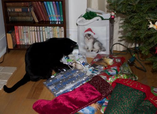 Cat Under The Tree