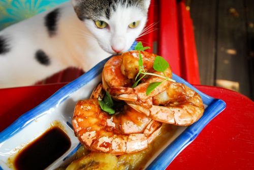 Cat Want&#039;s Shrimp