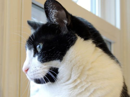 Cat Watching Window