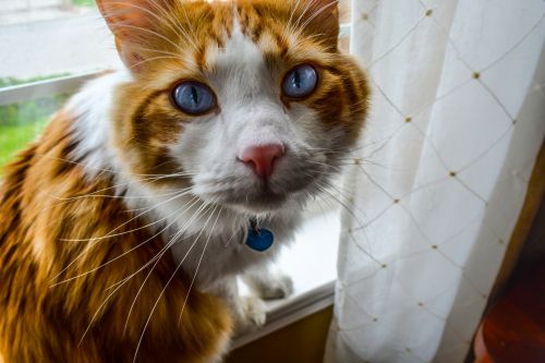 Cat With Blue Eyes