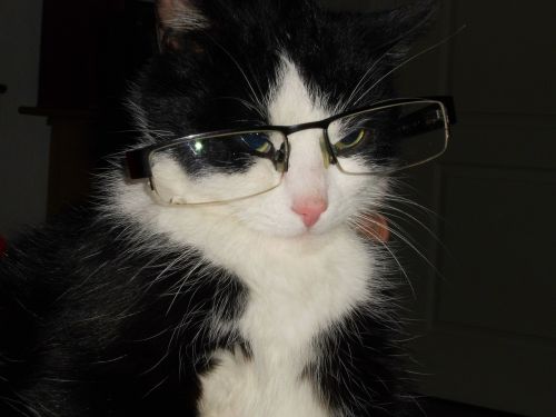 cat with glasses cat crafty cat