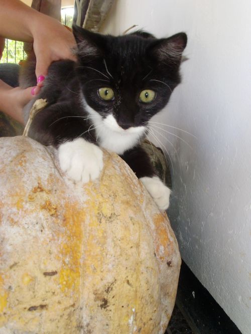 Cat With Pumpkin