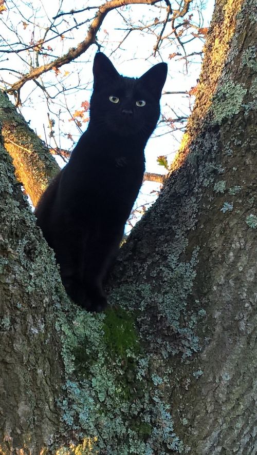 cat black fur
