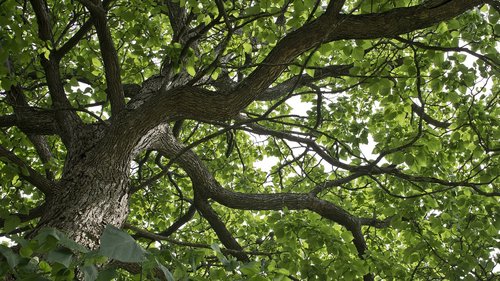 catalpa  catalpa tree  tree